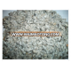 HIgh Quality Cotton Seed