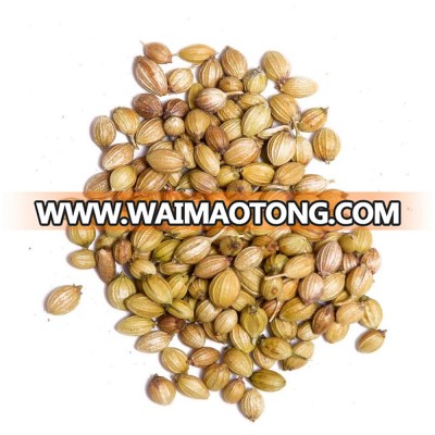 Coriander Seeds at Lowest Prices