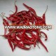 Export Quality Teja S 17 Dry Red Chilli